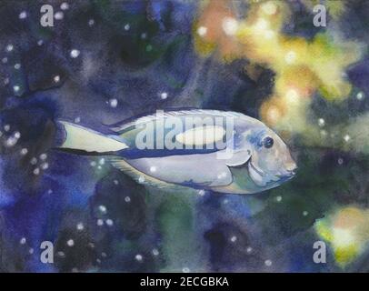 Blue tang fish swimming in ocean.  Watercolor painting fish decor ocean artwork Stock Photo