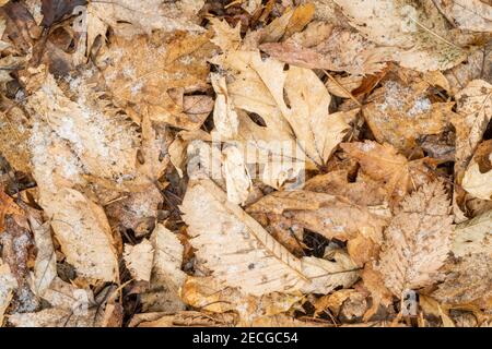 Oak and Elm leaf litter on forest floor lightly covered with snow, E USA, by Dominique Braud/Dembinsky Photo Assoc Stock Photo