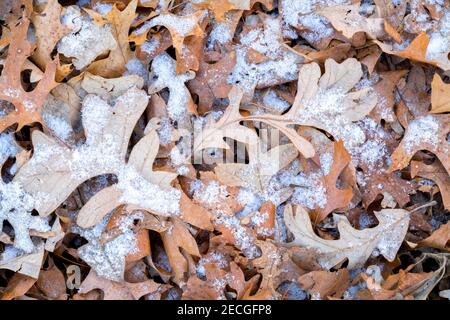 Swamp Oak (Quercus) leaves on ground, early Winter, E USA, by Dominique Braud/Dembinsky Photo Assoc Stock Photo