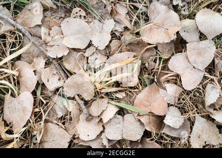 Eastern cottonwood leaves (Populus deltoides), on forest floor, floodplain, E USA, by Dominique Braud/Dembinsky Photo Assoc Stock Photo