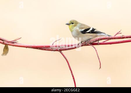 American goldfinch in winter plumage (Carduelis tristis), Eastern North America, by Dominique Braud/Dembinsky Photo Assoc Stock Photo