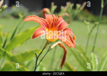 The flower of an Orange day-lily (Hemerocallis fulva) in a garden in Mt Hagen, Papua New Guinea Stock Photo