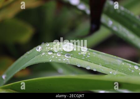 The morning dew on a leaf Stock Photo