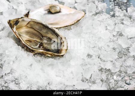 Fresh opened oyster on ice background Stock Photo