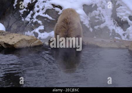 Snow monkey drinking water from steaming thermal source Stock Photo