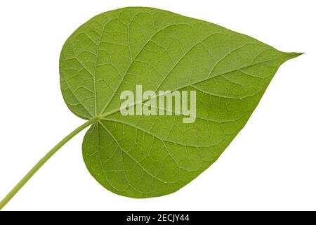 Leaf of ipomoea, Japanese morning glory, convolvulus, isolated on white background Stock Photo