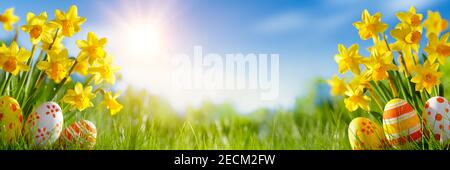 Easter eggs and daffodil flower on meadow Stock Photo