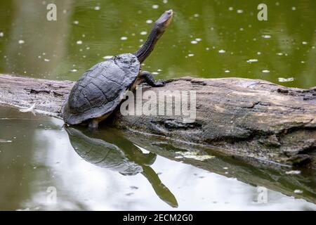 Eastern Long-necked Turtle basking on log Stock Photo