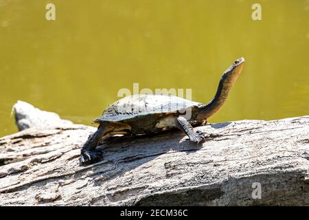 Eastern Long-necked Turtle basking on log Stock Photo