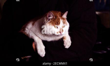 Cute ginger kitten sleeps on his owner's hands in warm sweater Stock Photo