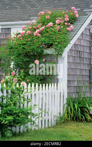 Climbing Roses and a Clapboard House, Nantucket, Massachusetts, USA Stock Photo
