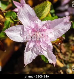 'Multi Pink' Early Large-flowered group, Klematis (Clematis) Stock Photo