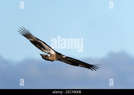 Immature bald eagle (Haliaeetus leucocephalus) in flight, Fir Island, Washington, USA Stock Photo