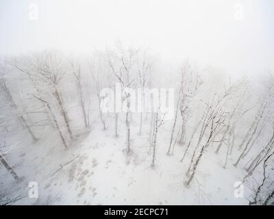 Winter forest is covered with fresh snow and hoarfrost. The mountains and hills are completely white. Snow is falling, the sky is gray, everything is Stock Photo