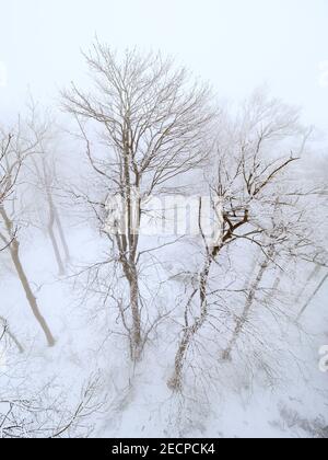 Winter forest is covered with fresh snow and hoarfrost. The mountains and hills are completely white. Snow is falling, the sky is gray, everything is Stock Photo