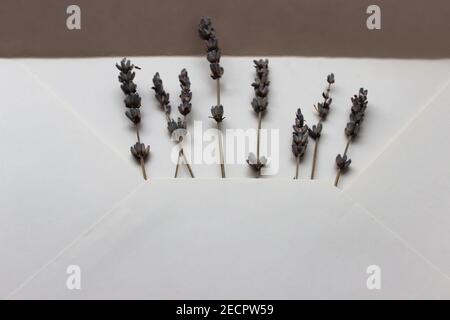 Large white envelope with lavender close-up. Beutiful envelope Stock Photo