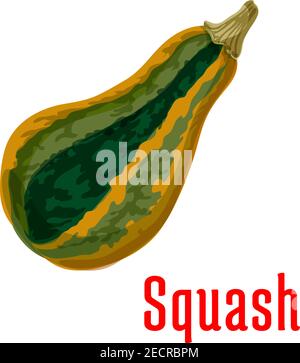 Ripe squash vegetable icon of winter butternut squash with orange and dark green strips. Fresh vegetables cartoon poster for agriculture theme, farm m Stock Vector