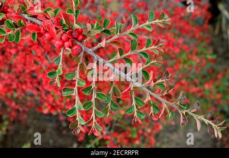 Branch of Red Berries Shrub in the Garden of El Calafate Town, Patagonia, Argentina, South America Stock Photo