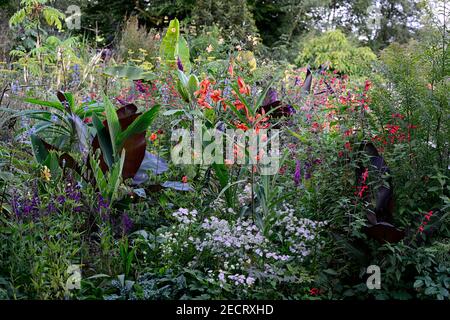 musa,canna taney,,Red leaved Abysssinian banana,lilium lancifolium tigrinum splendens, Ensete ventricosum Maurelii,salvia amistad,salvia fulgens,astra Stock Photo