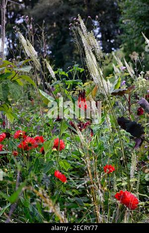 Salvia dombeyi,dahlia kilburn glow,Actaea cordifolia Blickfang,senecio cristobalensis,red white flowers,white flower spike,leaves,foliage,tropical,pla Stock Photo