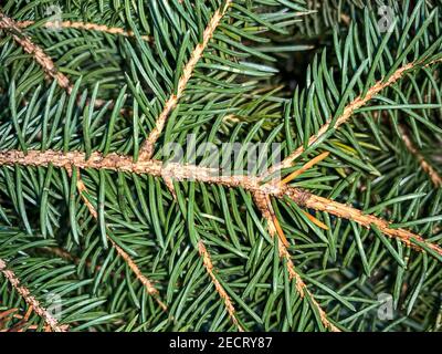 green spiky pine needles close up Stock Photo