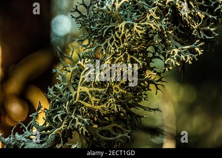 close-up of a lichen on the branches of a pine tree in the middle of a forest. outside of madrid.spain Stock Photo