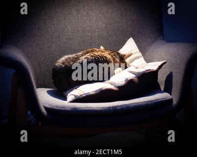 A tabby cat from behind sleeps on a cushion on an armchair in bright light Stock Photo