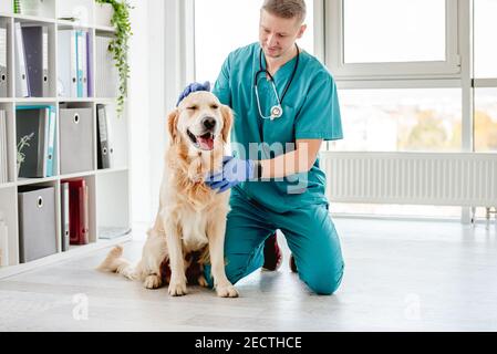 Veterinarian stroking golden retriever dog Stock Photo