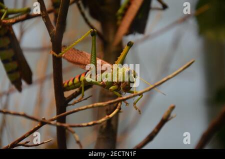 Giant grasshopper (Tropidacris collaris) in Frankfurt zoo Stock Photo