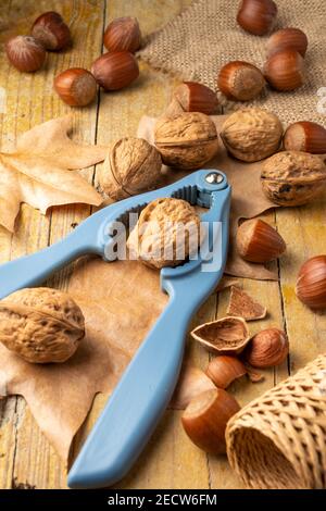 Top view of hazelnuts and walnuts with blue nutcracker and autumn motifs, on rustic wooden table, in vertical Stock Photo