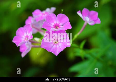 Bright and juicy flowers, bright purple phlox with a white edging on a green leafy background. Stock Photo