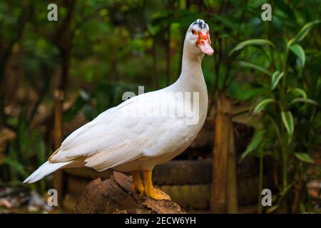 White goose looks into camera. Cute fat goose on wooden fence. Domestic bird with white feather. Funny water bird on farm. Farm or agriculture animal. Stock Photo
