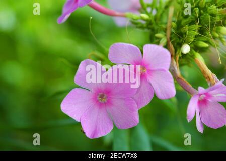 Bright and juicy flowers, bright purple phlox with a white edging on a green leafy background. Stock Photo