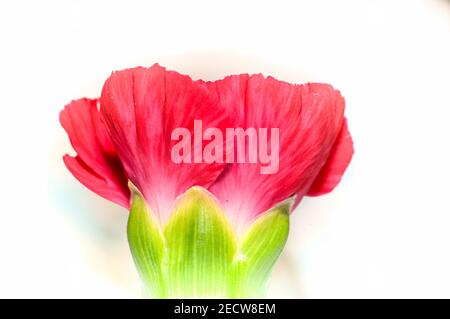Carnation Flower Head Stock Photo