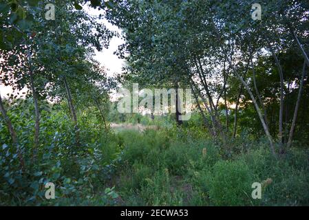 Beautiful natural nature, deciduous forest, forest belt with trees, different plants, wild grass and weeds in the evening. Stock Photo