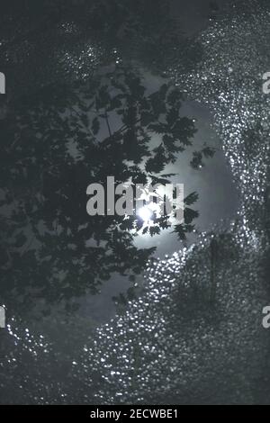 The evening sun and an overhanging tree are reflected in a puddle in Holland Park, London, UK Stock Photo