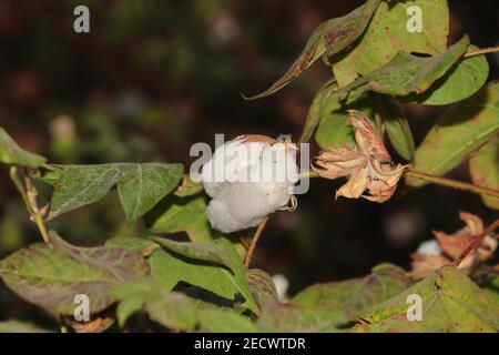 white cotton boll on cotton plant in indian garden farm, india- asia. cotton branch Stock Photo
