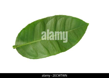 Green leaf of lemon tree on white background isolated Stock Photo