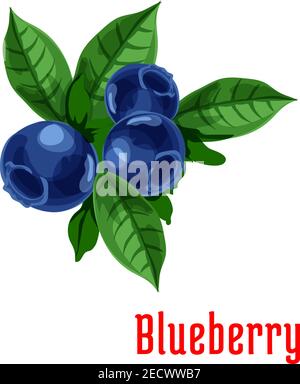 Blueberry fruits. Isolated bunch of blueberries on stem with leaves. Botanical product emblem for juice or jam label, packaging sticker, grocery shop Stock Vector