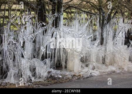 Harefield, UK. 13th February, 2021. An elaborate formation of icicles is pictured beside a road in the Colne Valley. The current spell of cold weather is expected to be replaced by milder conditions after tomorrow. Credit: Mark Kerrison/Alamy Live News Stock Photo