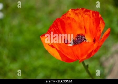 Orange poppy flower Papaver Orientale with backlit petals Stock Photo