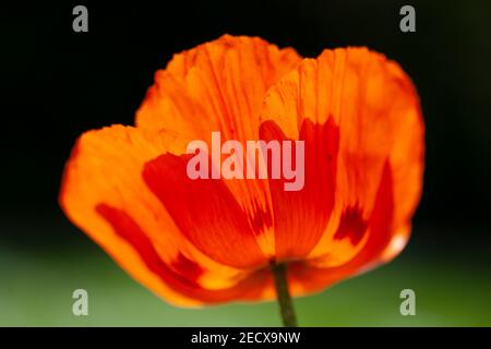 Orange poppy flower Papaver Orientale with backlit petals Stock Photo