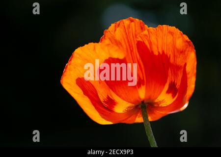 Orange poppy flower Papaver Orientale with backlit petals Stock Photo