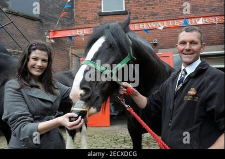 Dray Horse Drinking Pint of Thwaites Beer at Thwaites Brewery, a regional brewery founded in 1807 by Daniel Thwaites in Blackburn, Lancashire, England Stock Photo