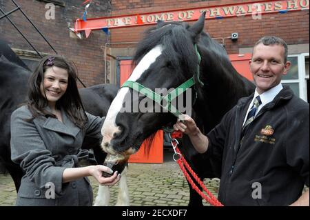 Dray Horse Drinking Pint of Thwaites Beer at Thwaites Brewery, a regional brewery founded in 1807 by Daniel Thwaites in Blackburn, Lancashire, England Stock Photo