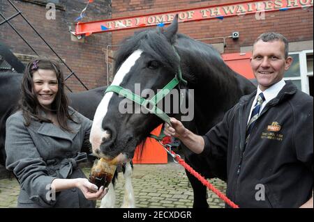 Dray Horse Drinking Pint of Thwaites Beer at Thwaites Brewery, a regional brewery founded in 1807 by Daniel Thwaites in Blackburn, Lancashire, England Stock Photo