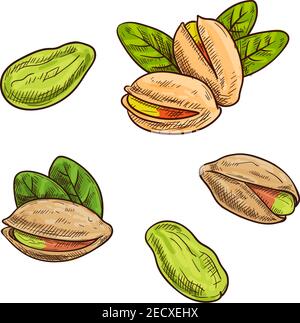 Pistachios. Isolated whole and split pistachio nuts and kernels. Vector sketch pistachio element for product label, packaging sticker, grocery shop ta Stock Vector