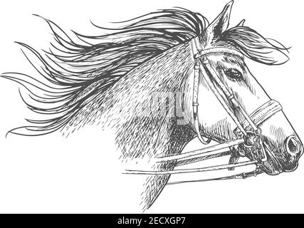 Horse head in a bridle with bit and reins sketch. Running arabian racehorse with flowing mane for horse racing symbol, equestrian sporting competition Stock Vector