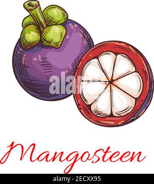Tropical mangosteen fruit sketch of exotic asian fruit with purple peel and sweet white flesh. Tropical cocktail, dessert, juice menu for cafe and res Stock Vector