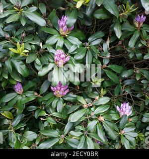 Early flowering rhododendron in Germany, an evergreen plant.2021 Stock Photo